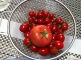 s-tomato13.jpg